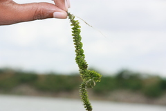 Hydrilla verticillata